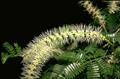 Mimosa 